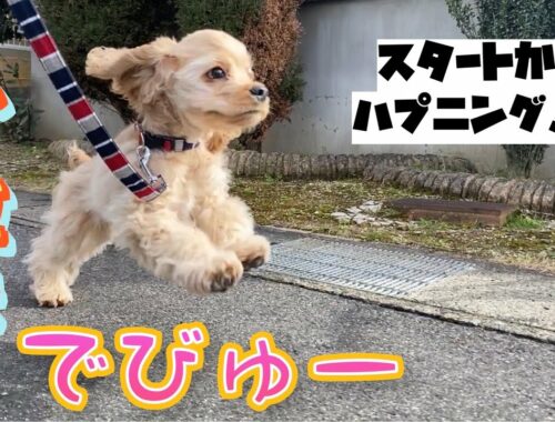 【DJI OM4】お散歩デビューをするアメリカンコッカースパニエルの子犬