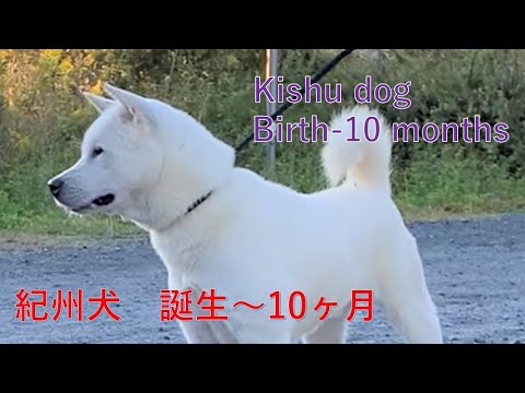 紀州犬　虎白、誕生～10ヶ月（Kishu dogBirth-10 months）【Samurai dog TV】