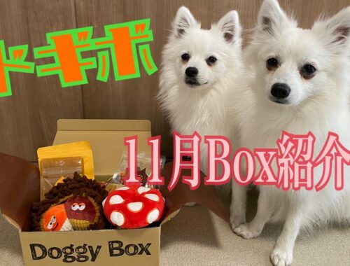 【Doggy Box】ワンコのだいすきなBOXが届いたよ！【日本スピッツ】