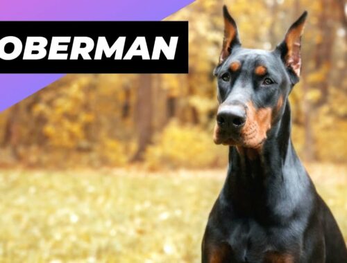 Doberman 🐶 One Of The Most Intelligent Dog Breeds In The World #shorts