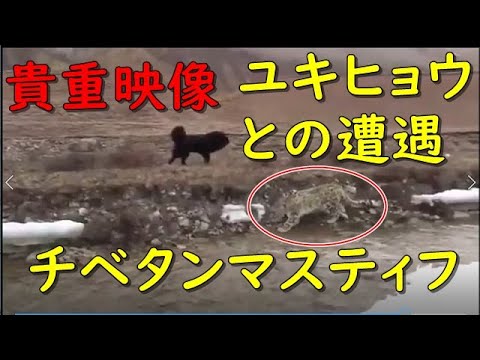 【貴重映像】大型犬がヒマラヤのユキヒョウと遭遇！チベタンマスティフ 東方神犬 Funny Dog Tibetan Mastiff meets Panthera uncia