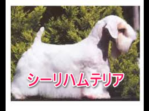 【犬図鑑】シーリハムテリア