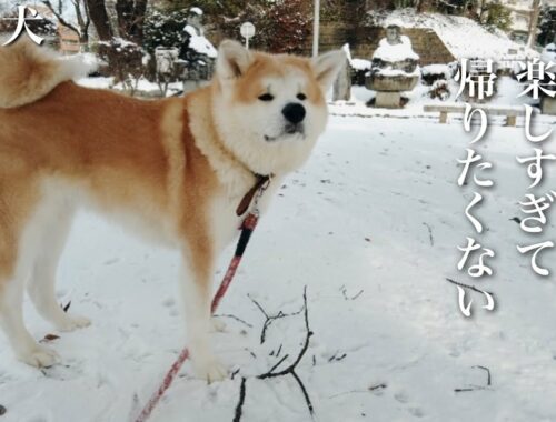 秋田犬ともぐら家族　はる、積雪の公園、楽しすぎ帰してくれない