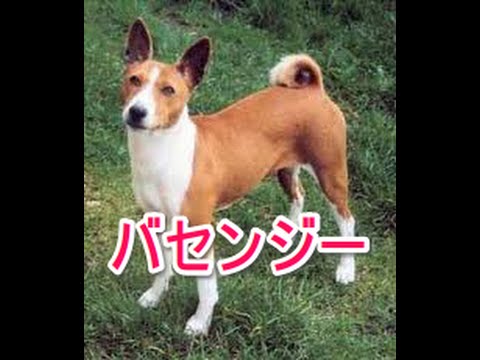 【犬図鑑】バセンジー