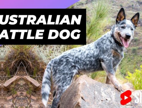 Australian Cattle Dog 🐶 One Of The Most Intelligent Dog Breeds In The World #shorts