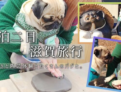 愛犬パグの誕生日旅行／たぬき村で日本一のたぬき見て大小屋さんで手形を取ってビワドッグさんに宿泊の一日目前半／【パグのぺろ吉pug犬】