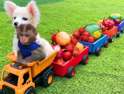 Bo Bo goes to harvest fruit on the farm and puppy goes fishing so cute