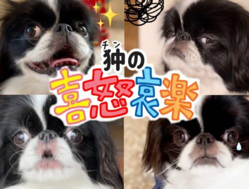 狆の感情丸わかり！表情豊かな日本の愛玩犬【狆の性格】Japanese Chin