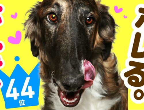 ❤️人気44位【ボルゾイってどんな犬？】子犬の価格や性格、寿命、飼いやすさは？ カワイイ動画でチェック！