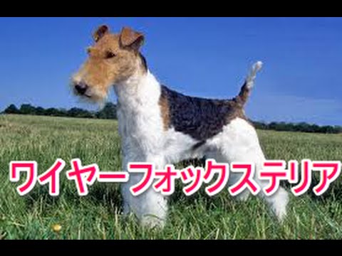 【犬図鑑】ワイヤーフォックステリア