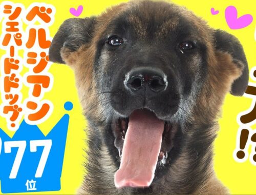 ❤️人気77位【ベルジアン・シェパード・ドッグ・マリノアってどんな犬？】子犬の価格や性格、寿命、飼いやすさは？ カワイイ動画でチェック！
