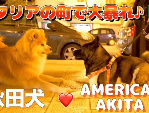 What happens when an Akita dog and an American Akita dog meet in town!