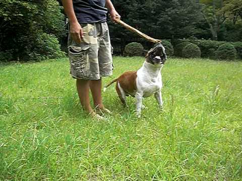 Staffordshire Bull Terrier /　スタッフォードシャーブルテリア