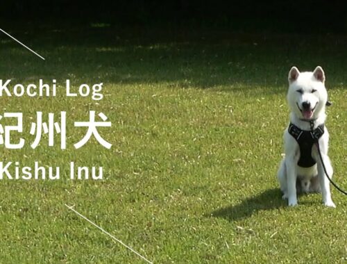 【飼い主の失敗の記録/11ヶ月目】 紀州犬　Kishu Inu ( Japanese dog )