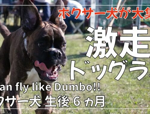 3か月6か月9か月のボクサー犬 とドーベルマンの子犬がドッグランを大激走!!