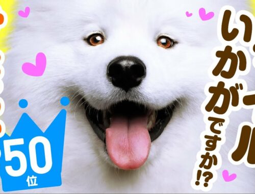 ❤️人気50位【サモエドってどんな犬？】子犬の価格や性格、寿命、飼いやすさは？ カワイイ動画でチェック！