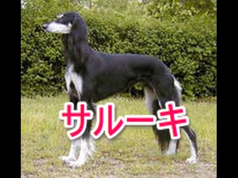 【犬図鑑】サルーキ