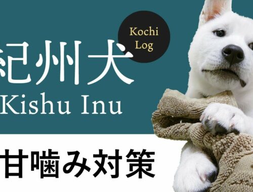 【甘噛み対策】紀州犬　Kishu Inu ( Japanese dog ) Puppy