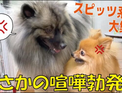【スピッツ系】全犬種で最も原始的な犬！ポメラニアン、日本スピッツ、キースホンド達登場で意図しない展開に！？