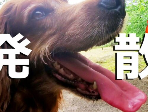 犬のストレス解消方法はこれだ！　#アイリッシュセッター #ドッグラン #大型犬