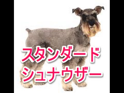 【犬図鑑】スタンダードシュナウザー