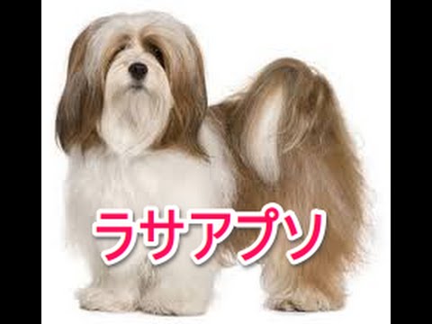 【犬図鑑】ラサアプソ
