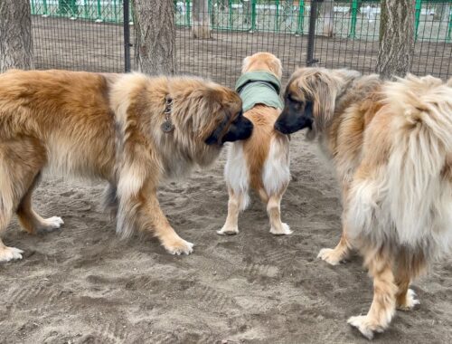 【TikTok 50万再生】日本で37頭だけ!?超大型犬レオンベルガーに挟まれたゴールデンレトリバーがもはや子犬です笑【希少犬種】