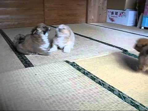 ラサ・アプソ　子犬たちの動画
