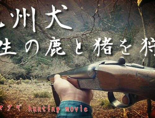 【狩猟】 紀州犬で野生の鹿を射る瞬間！ ２銃１狗  hunting movie