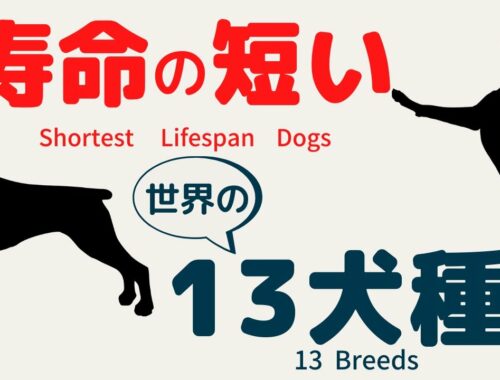 【ランキング】寿命の短い１３犬種