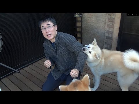 秋田犬が僕にだけ噛みつく理由がわかりました！