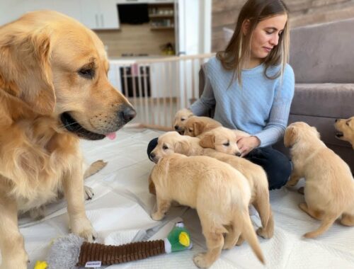 Inexperienced Dog Dad Learns To Parent His Puppies