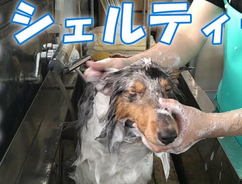 【トリミング】３倍速でわかる！シェットランドシープドッグのシャンプー【８４時間目】　|　(3Xspeed)Shampoo for Shetland Sheepdog