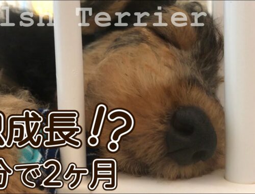 【子犬お迎え3ヶ月記念！】ウェルシュテリアが2分で2ヶ月急成長！？ ELK - a little monster - Welsh Terrier - #003