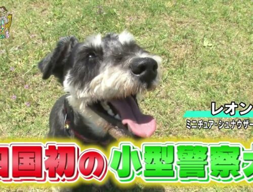 【ミニチュア・シュナウザー】ヤンチャ　警察犬　お手伝い【かわいい犬まとめ動画】