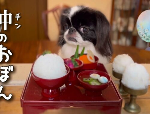 日本原産の愛玩犬！狆(チン)とお盆の過ごし方。