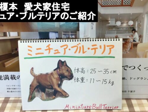 ミニチュア・ブル・テリア　犬　住宅　リフォーム　東京都　世田谷区　三軒茶屋