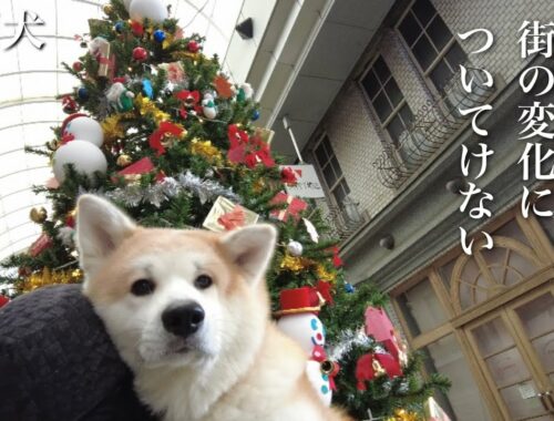 秋田犬ともぐら家族　はる、クリスマス直前街の変化についてけん