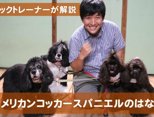 【犬種紹介】アメリカンコッカースパニエルの話。現役ドックトレーナーによる犬種紹介です！