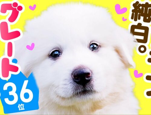 ❤️人気36位【グレート・ピレニーズってどんな犬？】子犬の価格や性格、寿命、飼いやすさは？ カワイイ動画でチェック！