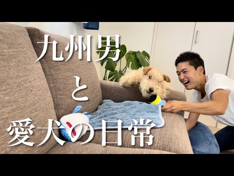 vlog】九州男 × レークランドテリアの日常。友人からのプレゼントで大はしゃぎ。【lakeland terrier】