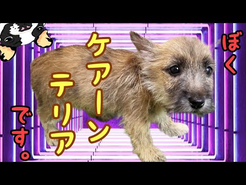 ケアーンテリア・子犬【川崎小田栄店】