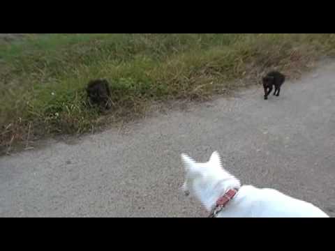 紀州犬VS黒猫の一触即発