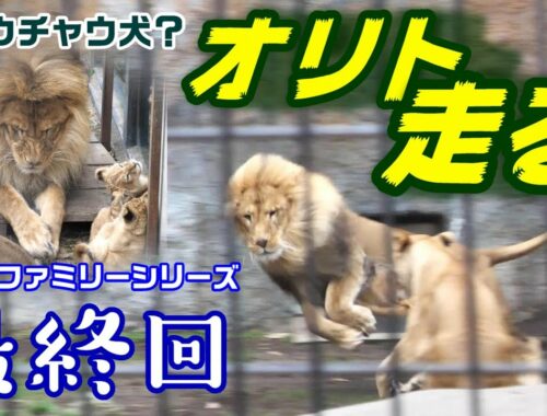 【オリトファミリーシリーズ最終回】チャウチャウ犬？オリト走る🦁running lion