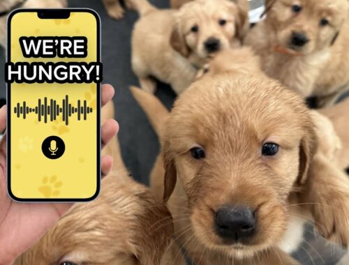 Using A Dog Translator On Our Golden Retriever Puppies!