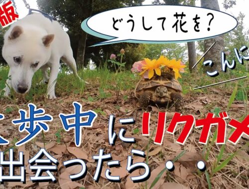 【紀州犬】初めてリクガメを見た紀州犬の反応。【第29回】