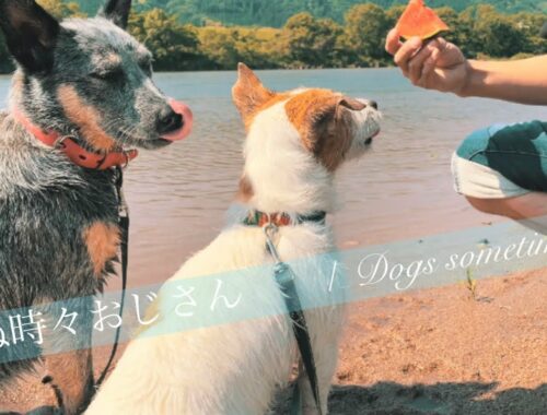 【犬との暮らし】暑い〜！！夏を先取り/犬と川遊び/卵焼きおにぎりとすいか/Dog and river play【ジャックラッセル】【オーストラリアンキャトルドッグ】