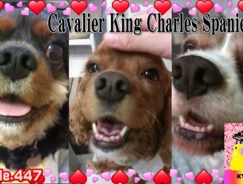 キャバリア・キングチャールズ・スパニエルの魅力447　Cavalier King Charles Spaniel
