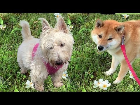 柴犬と スコティッシュテリア相性はいかに・・・💓👀💓(公園 散歩) Scottish Terrier&sibainu