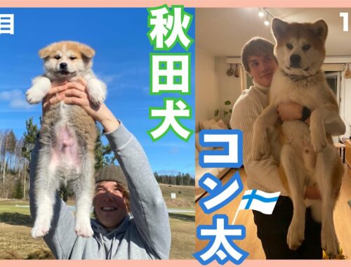 【秋田犬コン太】１年の成長記録/衝撃のハプニング！#22